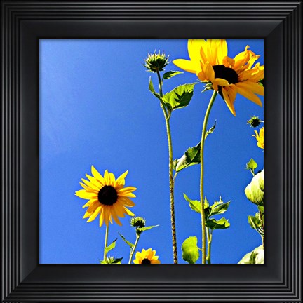 Framed Sunflowers and Sky Print
