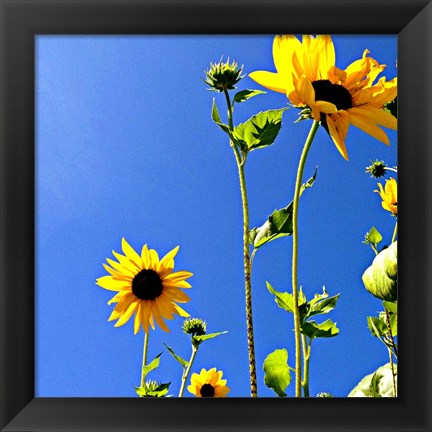 Framed Sunflowers and Sky Print