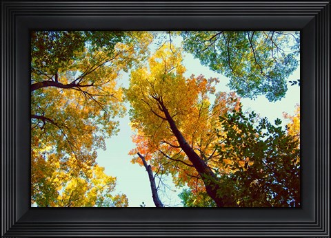 Framed Looking Up Print