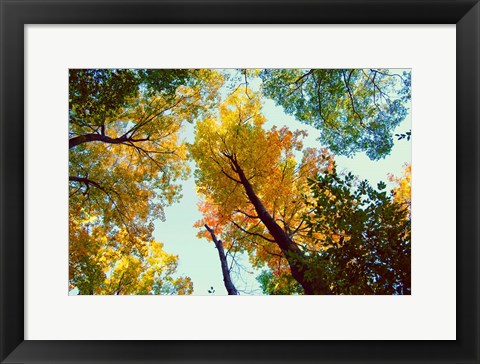 Framed Looking Up Print