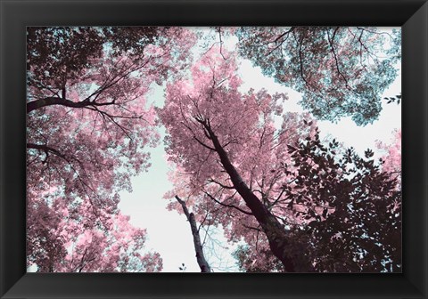 Framed Blooming Cherry Blossom Print