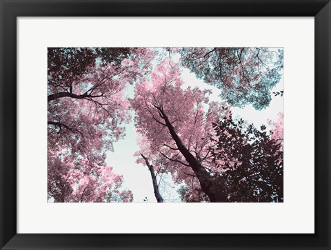 Framed Blooming Cherry Blossom Print