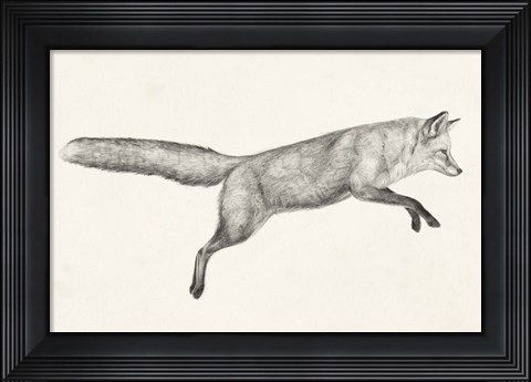 Framed Flying Fox I Print
