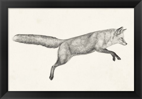 Framed Flying Fox I Print