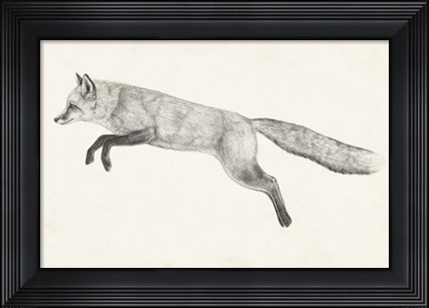 Framed Flying Fox II Print