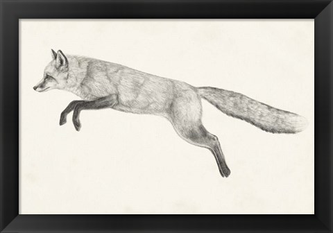 Framed Flying Fox II Print