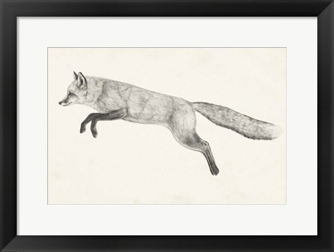 Framed Flying Fox II Print