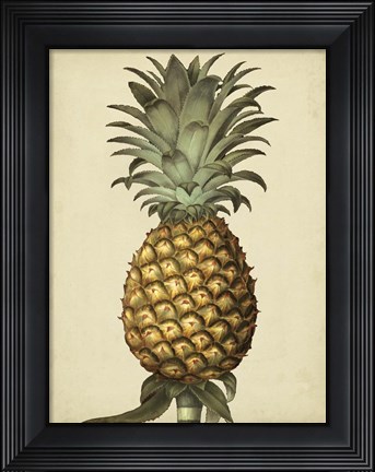 Framed Brookshaw Antique Pineapple I Print