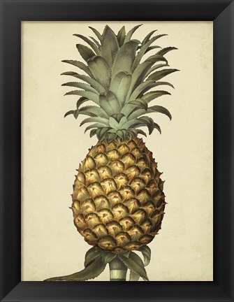 Framed Brookshaw Antique Pineapple I Print