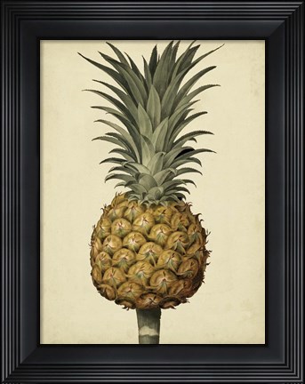 Framed Brookshaw Antique Pineapple II Print