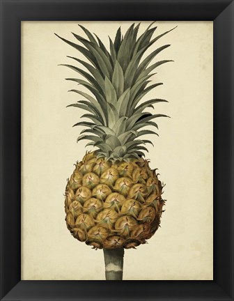 Framed Brookshaw Antique Pineapple II Print