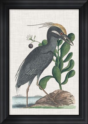 Framed Catesby Heron I Print