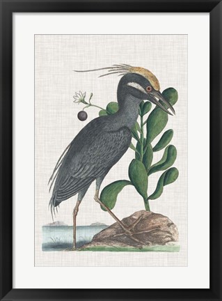 Framed Catesby Heron I Print