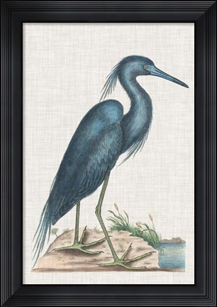 Framed Catesby Heron II Print