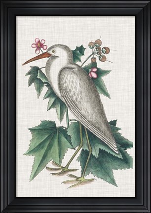 Framed Catesby Heron III Print