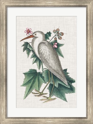 Framed Catesby Heron III Print