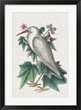 Framed Catesby Heron III Print