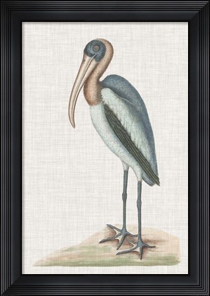 Framed Catesby Heron IV Print