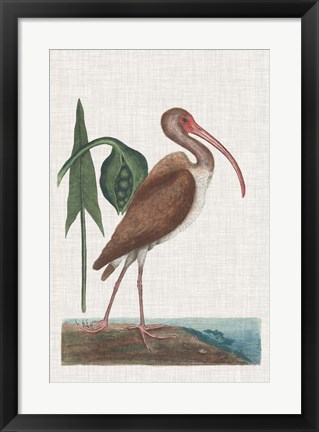 Framed Catesby Heron V Print