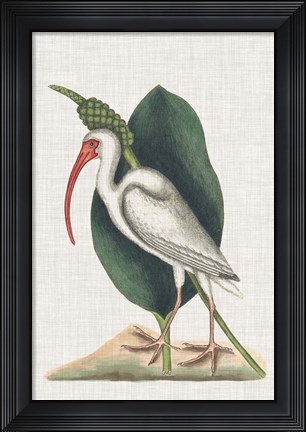 Framed Catesby Heron VI Print