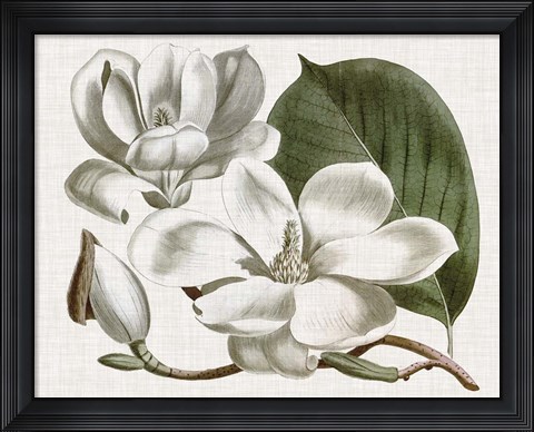 Framed Curtis Magnolia I Print