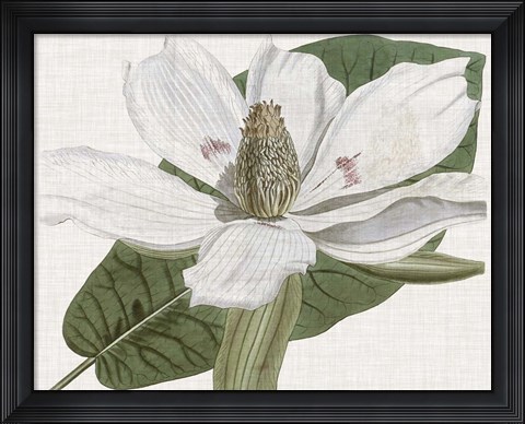 Framed Curtis Magnolia II Print