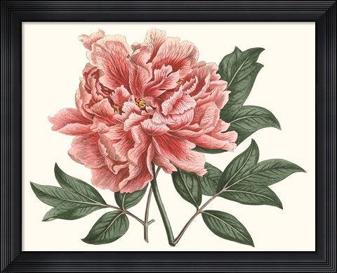 Framed Peony Blush I Print