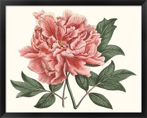 Framed Peony Blush I Print