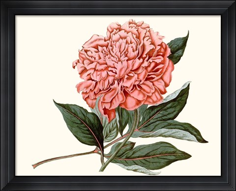 Framed Peony Blush II Print
