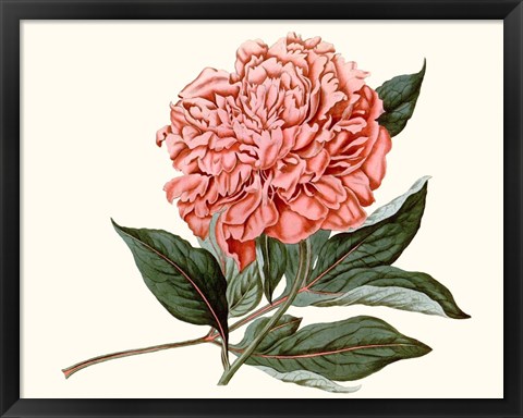 Framed Peony Blush II Print