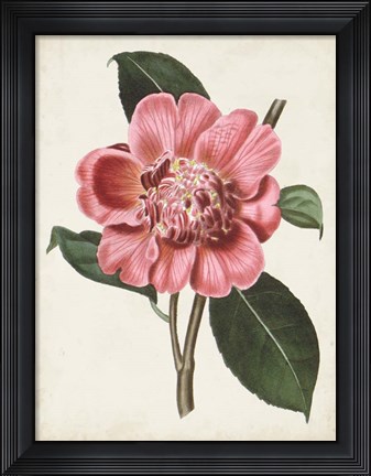 Framed Carnelian Blooms I Print