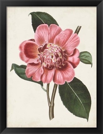 Framed Carnelian Blooms I Print