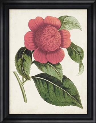 Framed Carnelian Blooms II Print