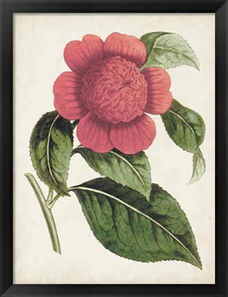 Framed Carnelian Blooms II Print