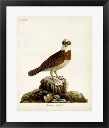 Framed Spectacle Owl Print