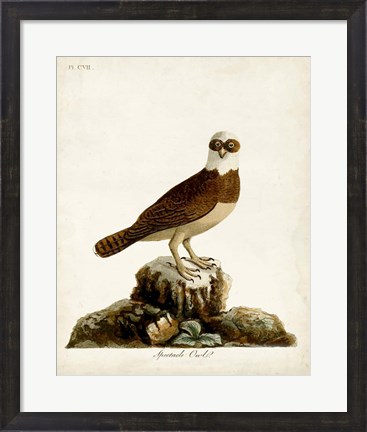 Framed Spectacle Owl Print