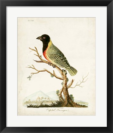 Framed Capital Tanager Print