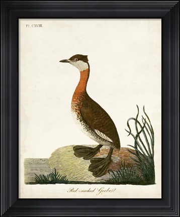 Framed Red-Necked Grebe Print