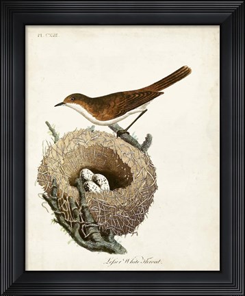 Framed Lesser White-Throat and Nest Print