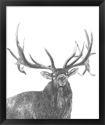 Framed Wildlife Snapshot: Elk Print