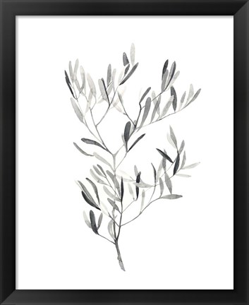 Framed Paynes Grey Botanicals IV Print