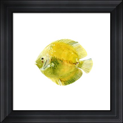 Framed Discus Fish I Print