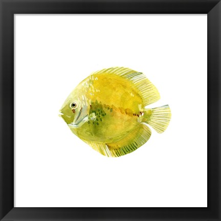 Framed Discus Fish I Print