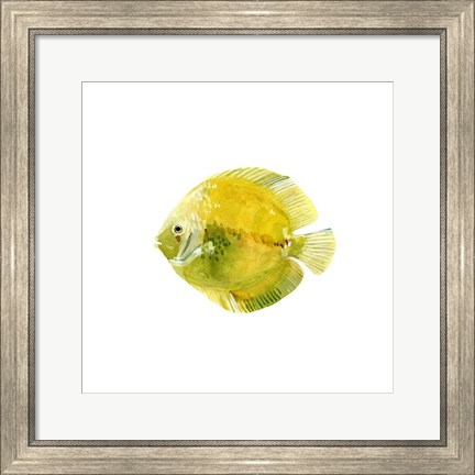 Framed Discus Fish I Print