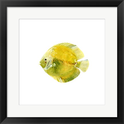 Framed Discus Fish I Print