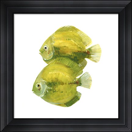Framed Discus Fish II Print