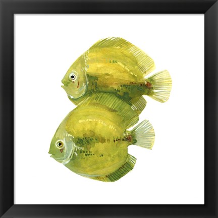 Framed Discus Fish II Print