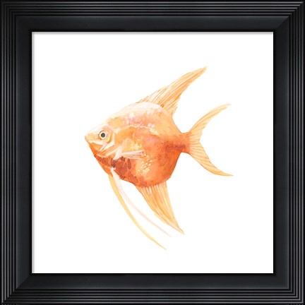 Framed Discus Fish III Print