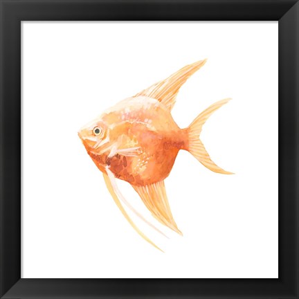 Framed Discus Fish III Print