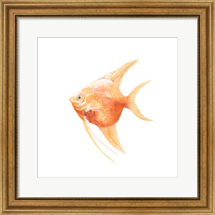 Framed Discus Fish III Print